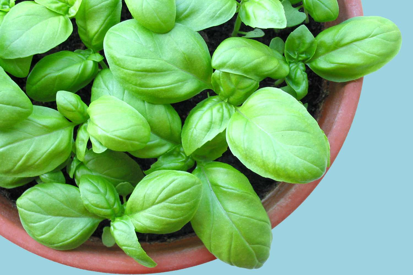 Basil - Thai