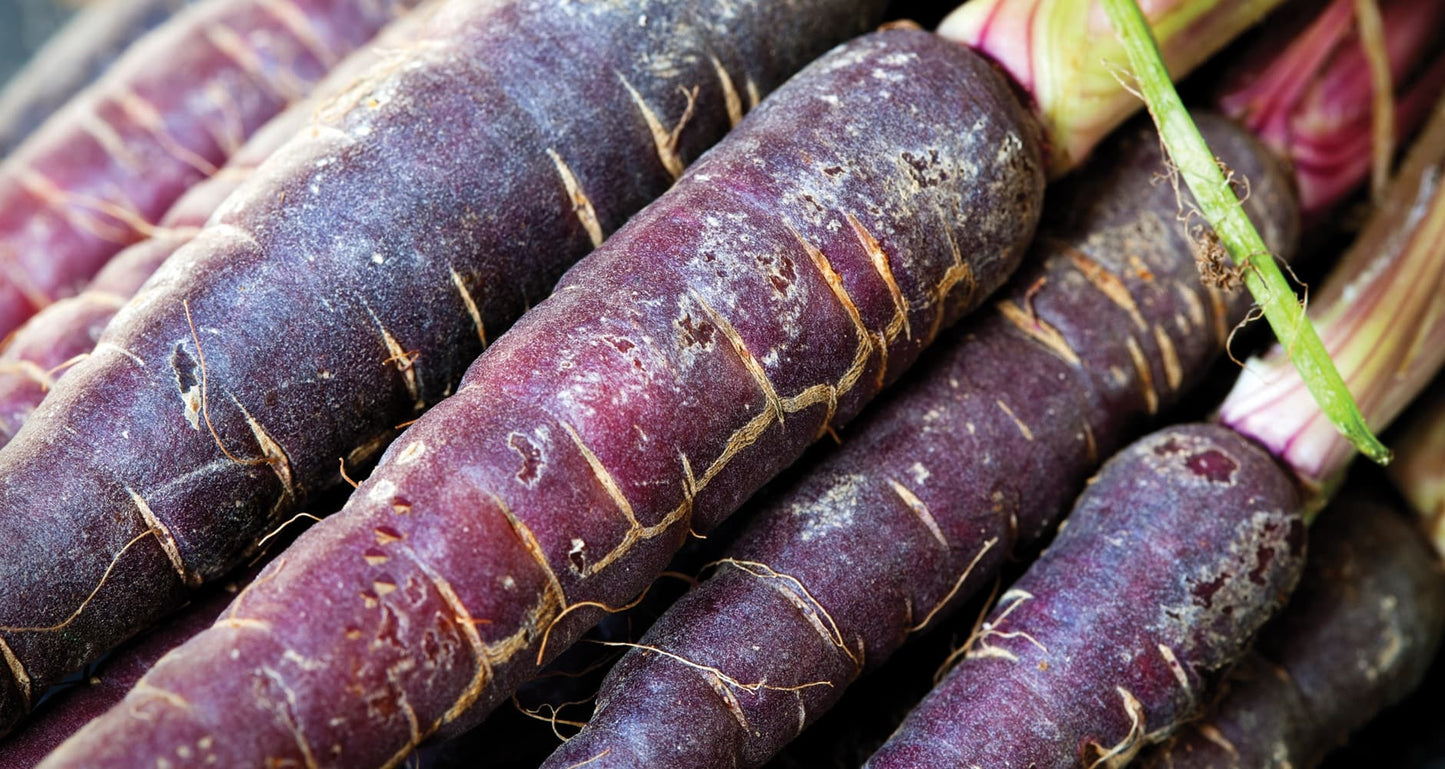 Carrots - Purple