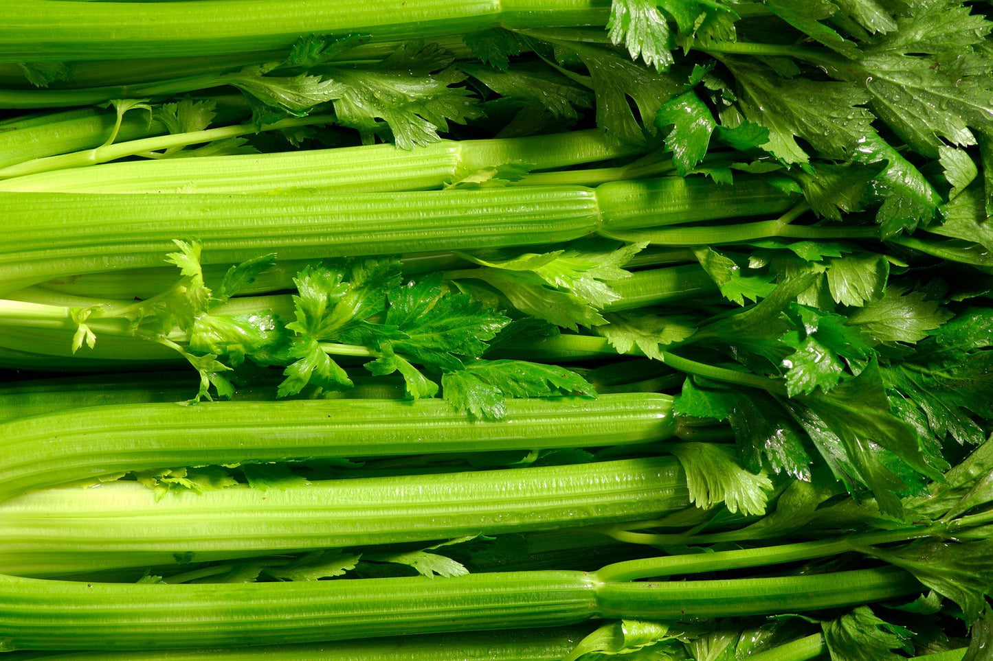 Celery