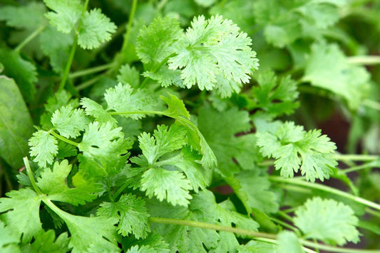 Coriander