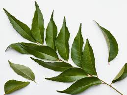 Curry Leaves