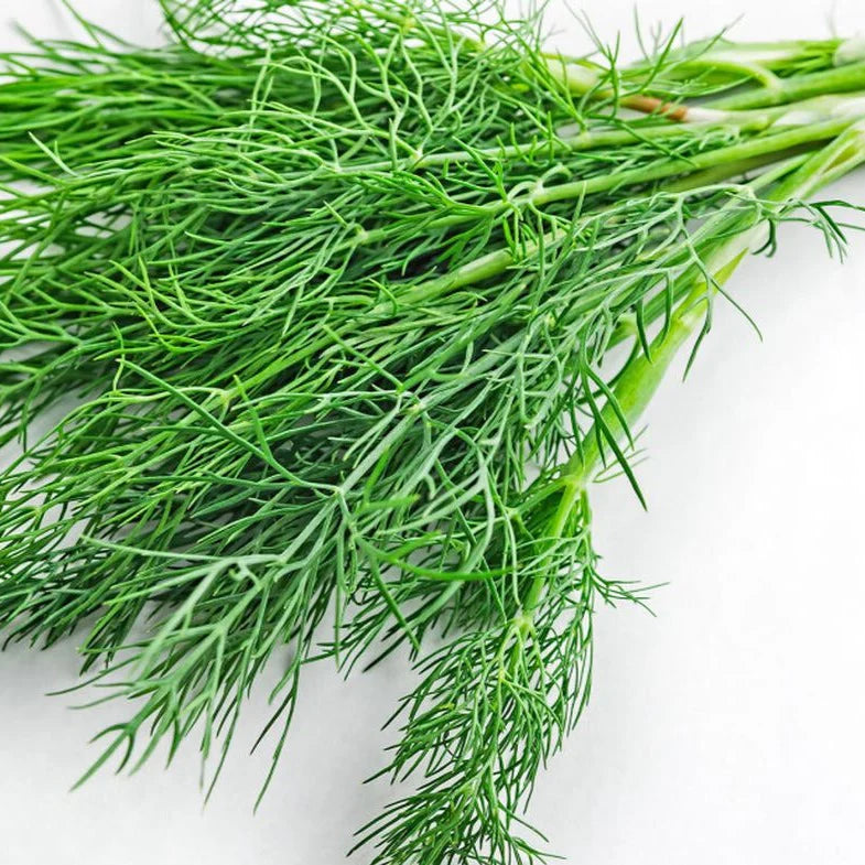 Dill