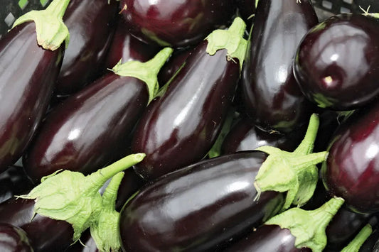 Eggplant