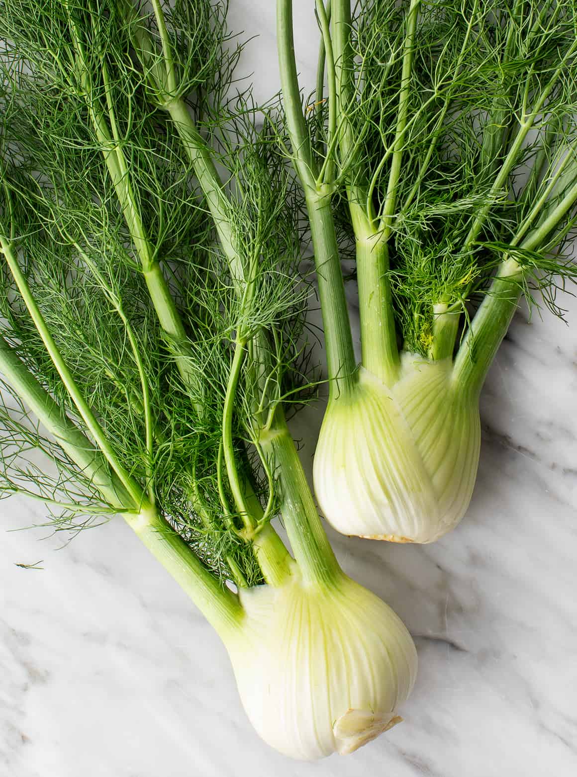 Fennel