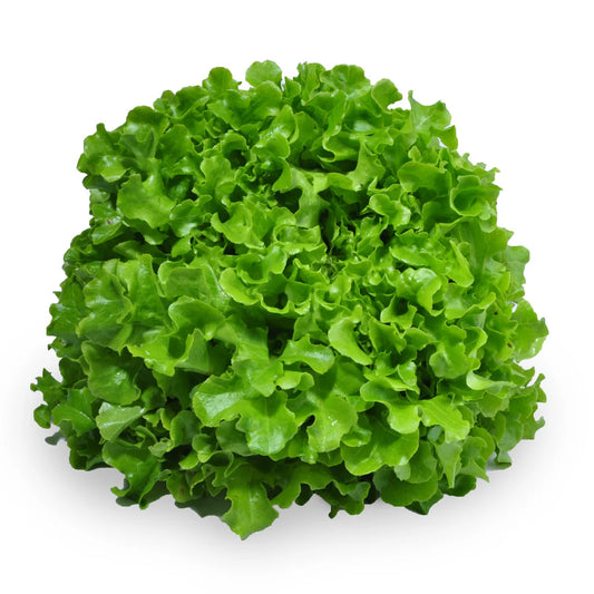 Lettuce - Oak Green