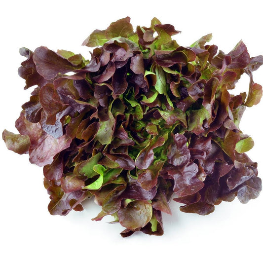 Lettuce - Oak Red