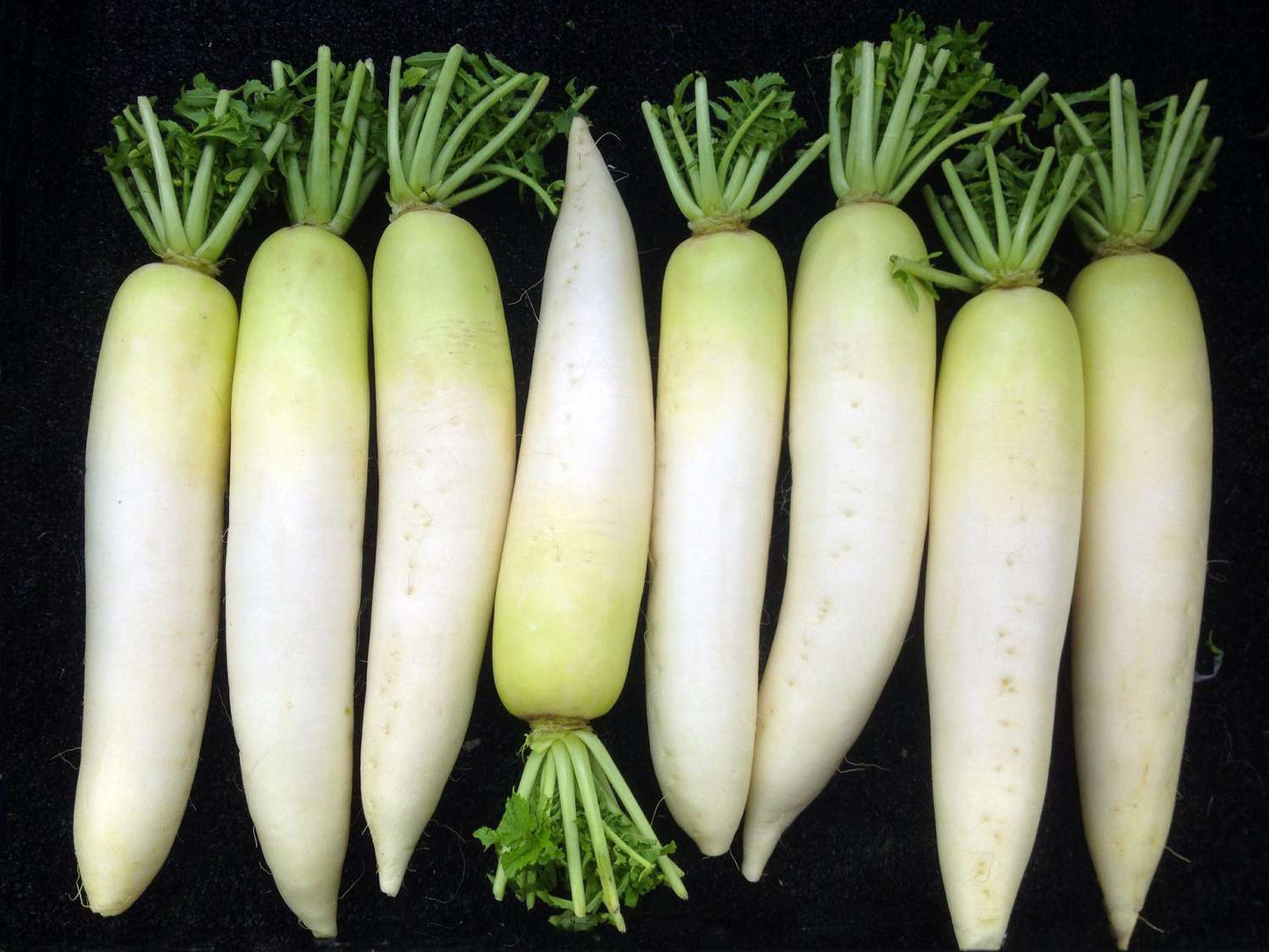 Radish - Daikon