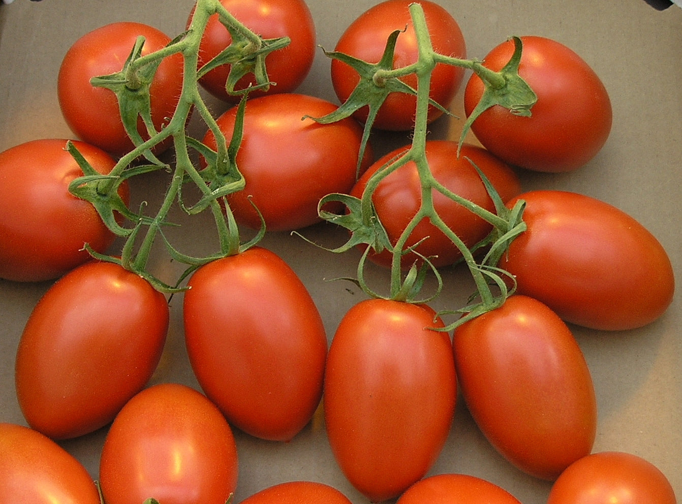 Tomatoes - Roma